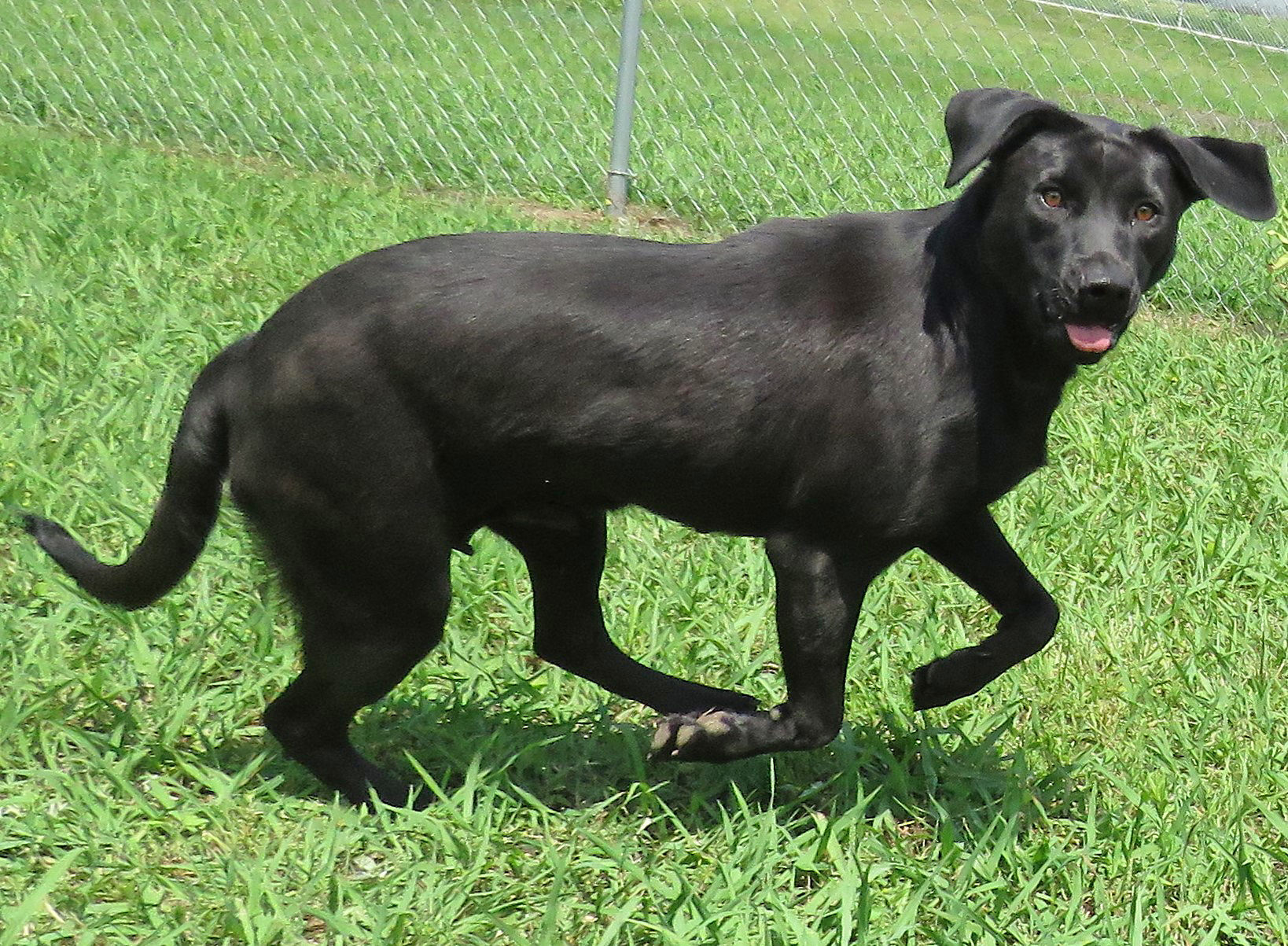 Pet of the Week